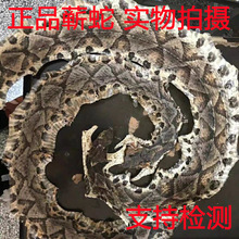 高品质蕲蛇中药材正品五步蛇大白花蛇3元1克整条现称正泡酒
