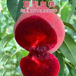 �ش���ͼt��Ѫ������������������޽��Ҙ����ϱ����Nֲ����Y��