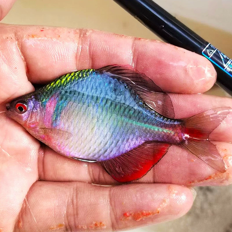 Colorful 鳑 鳑 生 生