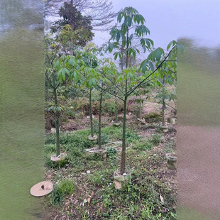 Beautiful Kapok Saplings, Kapok Seedlings, Kapok Trees, Red Kapok Saplings, Kapok Hero Trees, Courtyard Greening