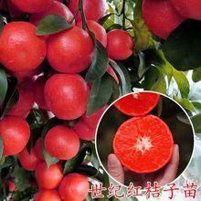 ���o�t���Ә��������ǽ����ϱ����Nֲ�۽���������٘���ɰ������