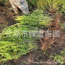 辽宁珍珠绣线菊工程苗绿化苗木珍珠绣线菊造型球色块绿篱杯苗批发