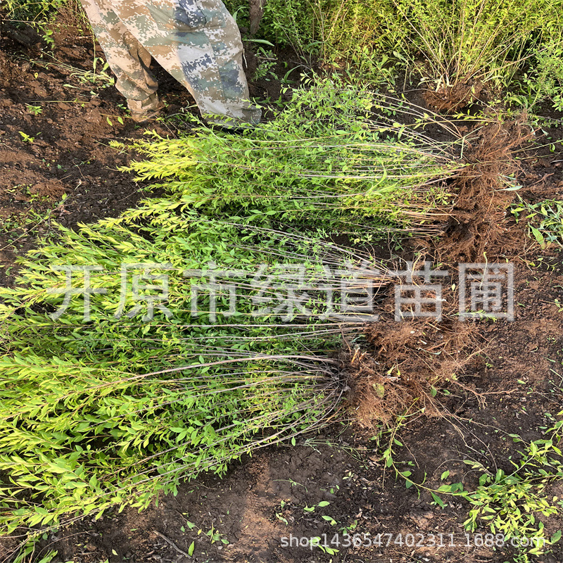 辽宁珍珠绣线菊工程苗绿化苗木珍珠绣线菊造型球色块绿篱杯苗批发