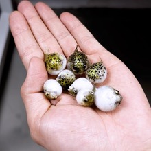 潜水艇金娃娃淡水小河豚活体宠物生气鼓肚子好养耐活热带观赏鱼