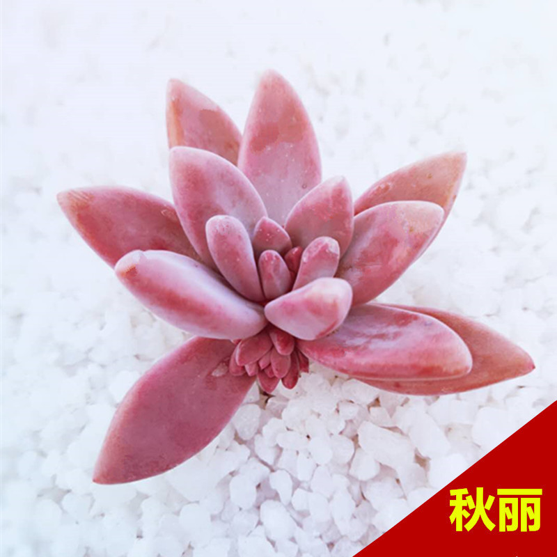 Qiu Li 2-3cm 흙 공 배송