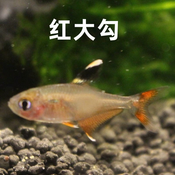 2cm red big hook 10 pieces free 1 piece spare