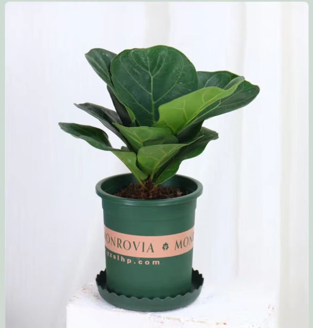 Qinye Banyan planta verde sala de estar gran planta en maceta árbol de goma planta de hoja grande oficina absorbe formaldehído, fácil de cultivar flores