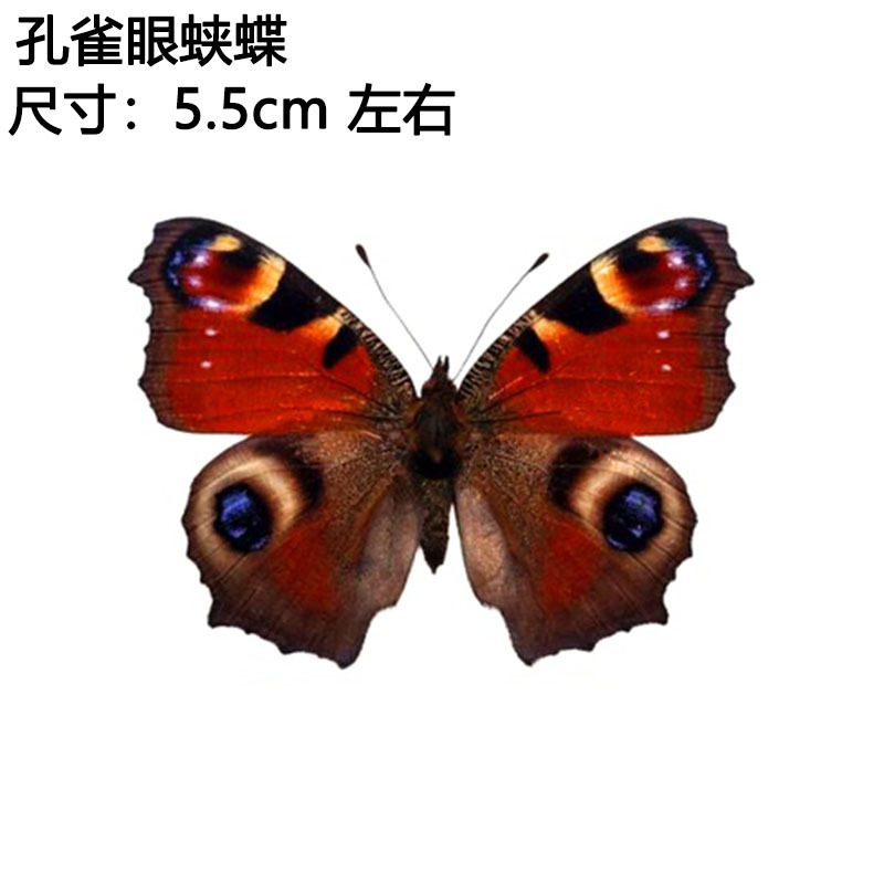 孔雀眼蛱蝶,.jpg