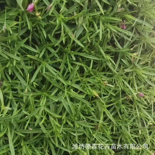 European Dianthus Hole Pot Seedlings, Ground Cover Dianthus Grass Flower Wholesale, Perennial Florals, Potted Wetland Water Body Greening and Beautification