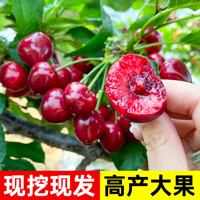 盆栽车厘子树苗带盆发货特大果树苗阳台矮化南方北方种植当年结果