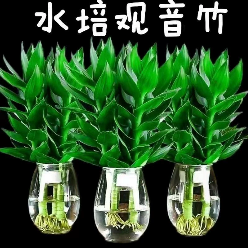 Легкая Роскошная Современная гостиная, декоративные украшения для обеденного стола, гидропоника, зеленая посадка, скандинавский бамбук Гуаньинь с корнем, питательный водой, богатый бамбук, вечнозеленый