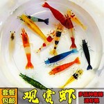 樱花虾极火虾水晶虾蓝丝绒黄金虾观赏虾除藻虾虾工具虾黑壳虾