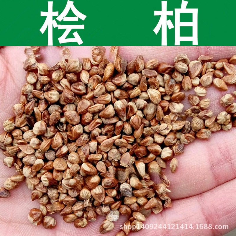 跨境 林木种子 桧柏种子 蜀桧种子 圆柏种子 刺柏 桧柏 1件=1斤