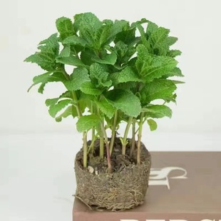 �������Կ�ʳ�÷�����ò��҃�ˮ���������r�����~ֲ��Gֲ����