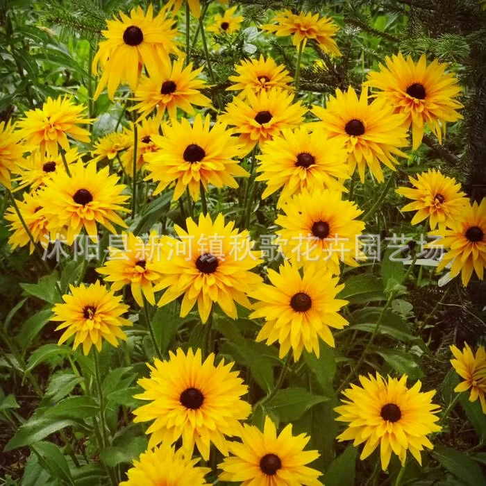 Черное Сердце Семена Хризантемы Двор Балкон Горшечные Рассада Семена Цветочных Растений Легкий Посев Пейзаж Цветок Морские Семена