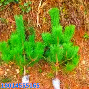 �ɘ�С��ѩ�ɘ�����ɘ����Ƥ���辰�Gֲ�ϱ����Nֲ�ļ���������