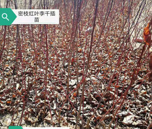 基地批发红叶李 紫叶李 规格全 价格优惠 工程用苗营养杯红叶李