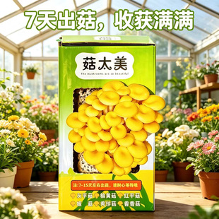 ��ˮ�������r�ļ��҃ȼ�ͥĢ������diy��ͯ�Nֲ�辰�а�