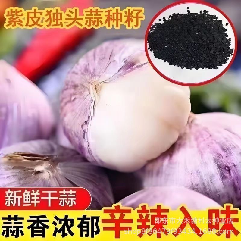 紫皮独头蒜云南独头蒜种籽圆头蒜种独头大蒜种子高产量南云独头蒜