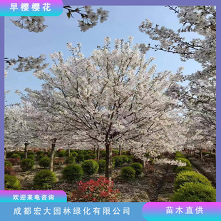 早樱樱花树苗日本樱花树基地直发品种规格齐全公园行道绿化树用苗-阿里巴巴