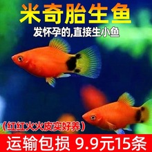 ̥�������~�^�p�~�t�SС�͟Ꭷ�~���~��ˮ��ֳС�����~���ͻ���B