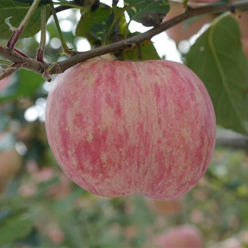 [Shandong Yantai Qixia Red Fuji Apple] Premium Red Fuji Apple 2.5kg Fresh Fruit Gift Box Delivery