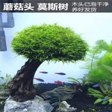 Ī˹��ˮ���˳�ľ�~���쾰ӭ�������͆��^Ī˹���Ʒ����