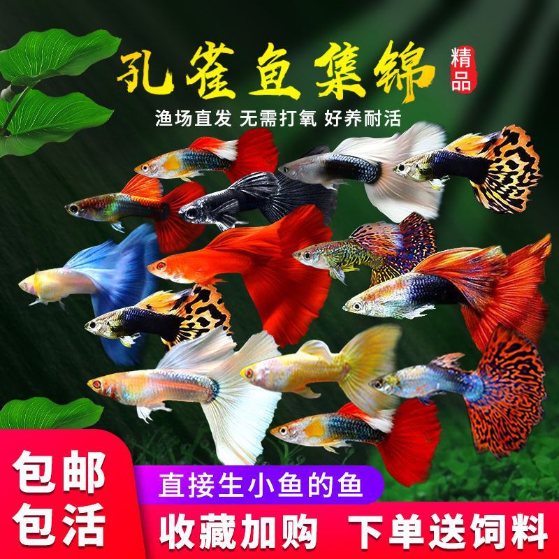 孔雀鱼观赏鱼苗小型金鱼好养耐活鱼淡水热带凤尾玛丽灯科鱼斑马厂