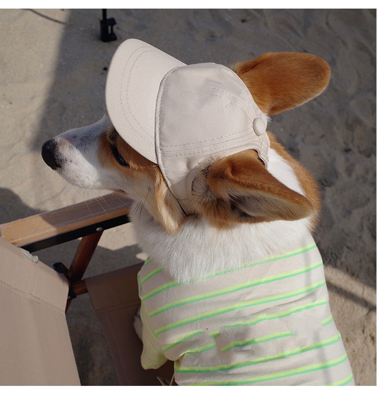 宠物帽子