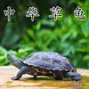 Little Turtle Living creatures wholesale Street vendor Outside the pond Tortoise Pets Tortoise Turtle Watch Manufactor Direct selling On behalf of