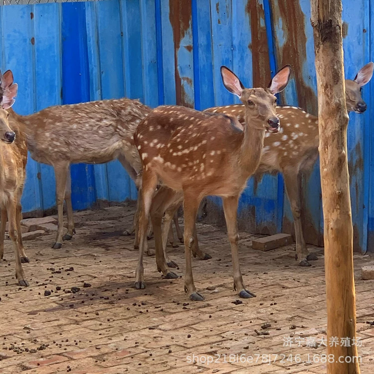 Pet Sika олень Baby жить взрослый Sika олень сколько стоит Sika олень селекция олень цена рассады