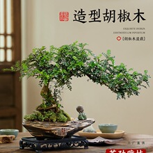 清香胡椒木盆栽真盆景植物中式茶室禅意绿植办公桌面摆件室内好养