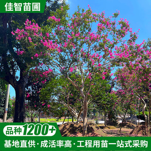 ����ֱ���軨��ޱ���G�����������lͥԺ�^�p���^�����͗�÷���N