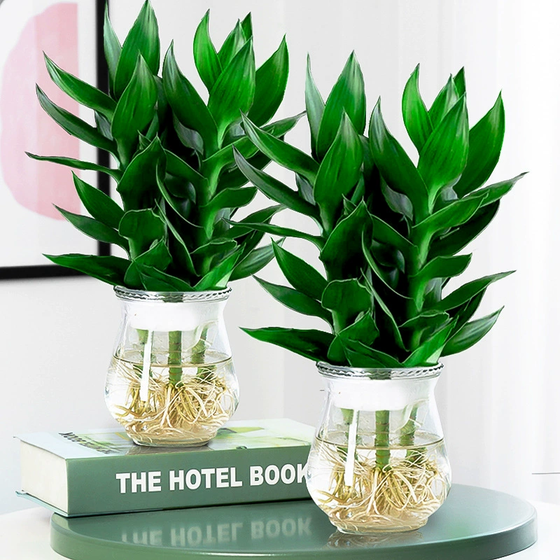 Guanyin Bamboo Rich Bamboo Гидропонные растения с корнями Цветы Зеленые растения Зеленая диета Крытый горшок Передача семян бамбука Поднятие воды