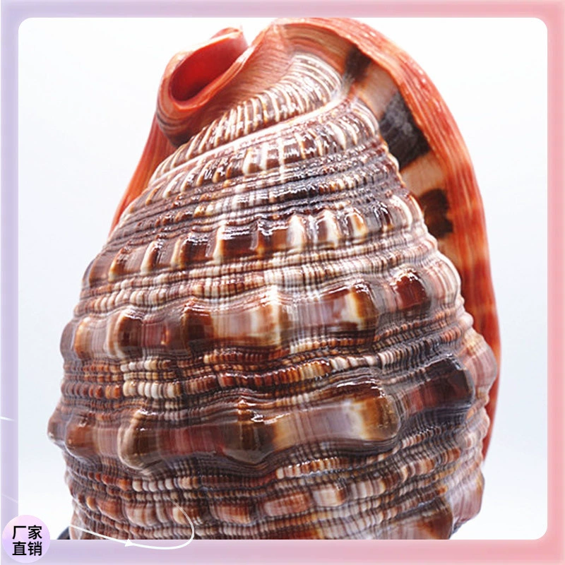 ✞Wanbao snail big conch shell crafts scenic spot sales shell gift souvenir spot wholesale four names