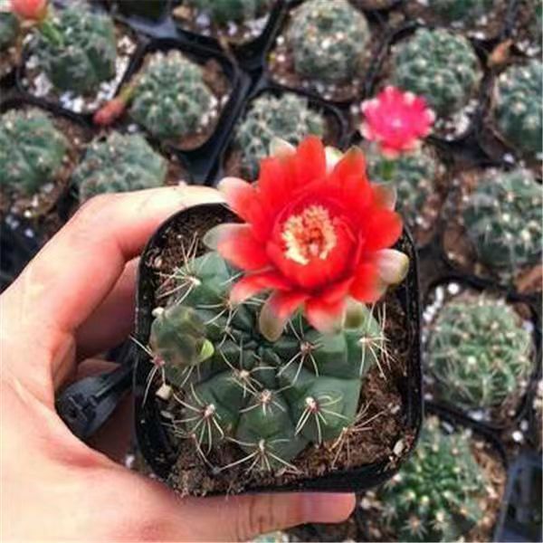 Flor de jade cactus florece en todas las estaciones, embellece el aire, el balcón, la sala de estar, la oficina, las plantas verdes, las flores en macetas