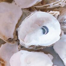 ĵϠ�����l  ��򺚤 �\���~���^�V ����ˮ�|50���b��ɽʯ�~�׌���