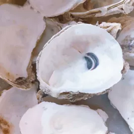 水族过滤设备;动物性饲料;植物性饲料