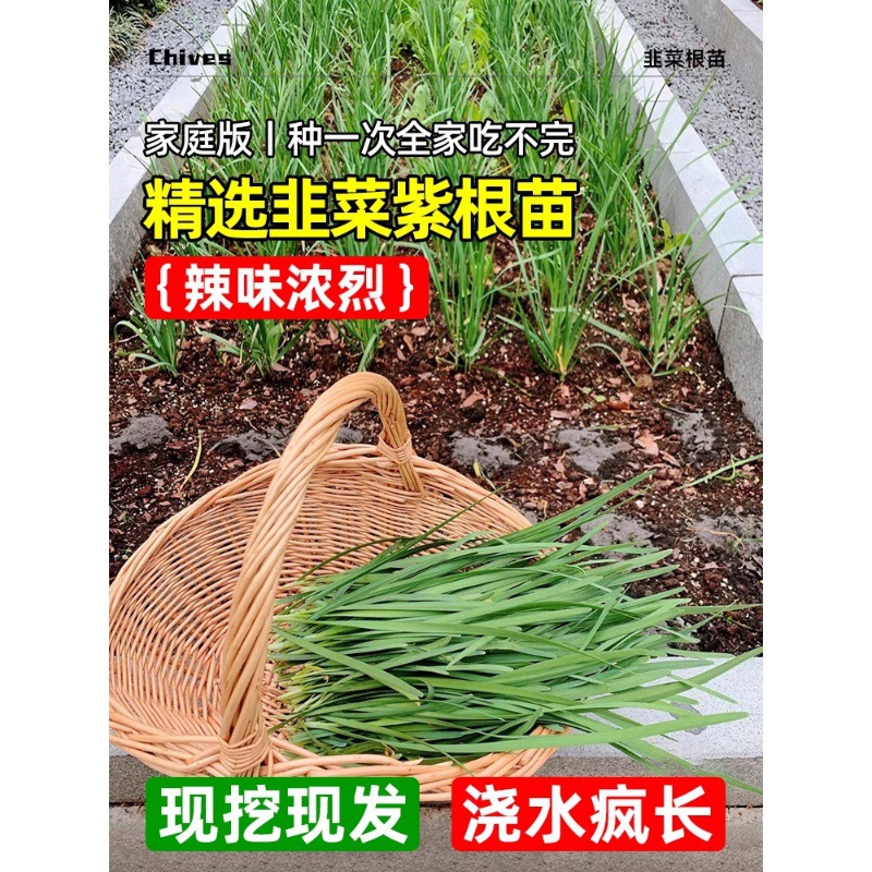 四季韭菜根苗紫根红根大叶宽叶带土农家老品种韭菜种籽种子蔬菜