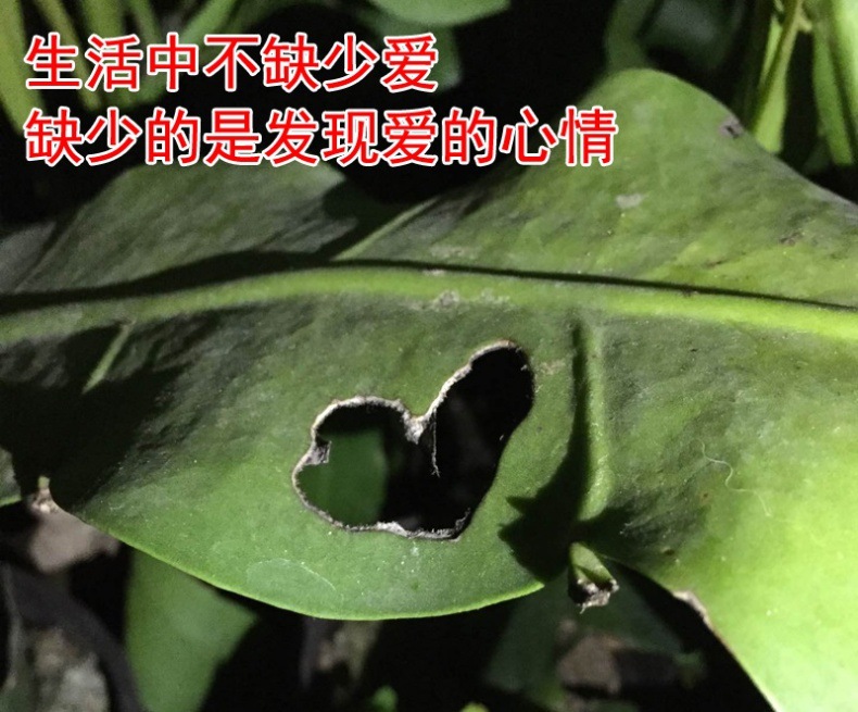 详情图