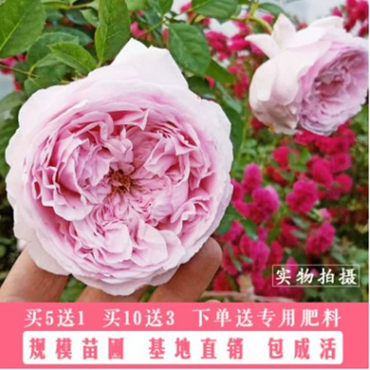 Четыре сезона роза лоза цветок розы рассада Европейская луна большой цветок двор ароматное альпинистское вьющееся растение балкон цветок розы Горшечное растение