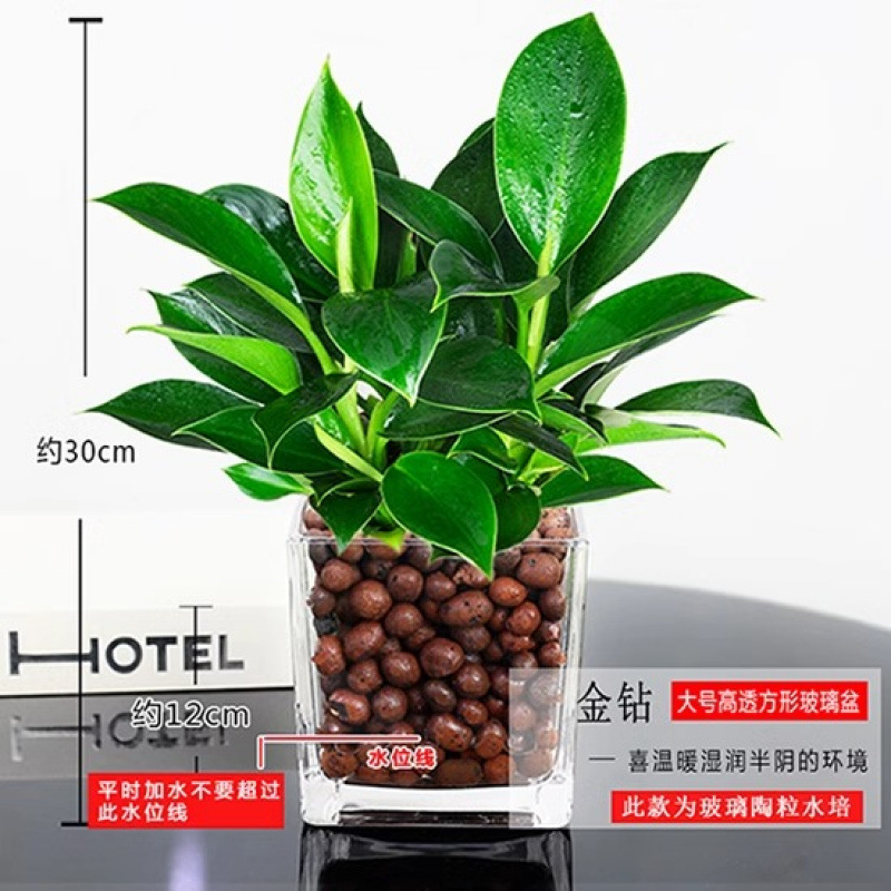 골든다이아몬드 25~30cm 3그루 [사각원통유리+세람사이트] + 영양액