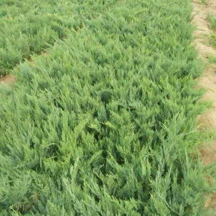 Инженерное зеленение саженцев, песчаная сосна, саженцы песчаной сосны, почвенный покров, защита склонов и зеленение, полные характеристики