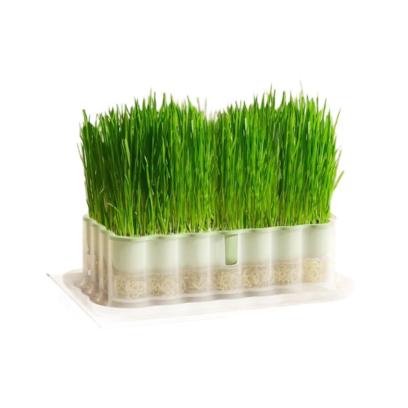 Nueva caja de hierba para gatos, caja hidropónica, bandeja para plántulas de semillas de trigo, hierba hidropónica sin suelo, menta para gatos, bocadillos para gatos