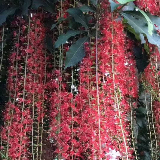 Поставка из сырых сафлор Юруи с несколькими шестами сафлор Юруй 3-8 метров во дворе парк цветущих деревьев