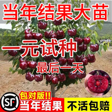 车厘子树苗阳台南方盆栽北方庭院地栽矮化大樱桃树苗黑珍珠嫁接苗