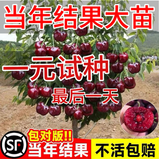 Cherry Saplings Balcony Southern Potted Northern Courtyard Ground Planting Dwarf Large Cherry Saplings Black Pearl Grafted Seedlings