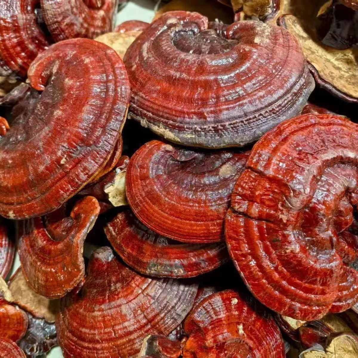 Red Reishi Mushroom Ling Zhi Whole and Sliced Dried Ganoderma for Tea Wine and Soup 500g specifications
