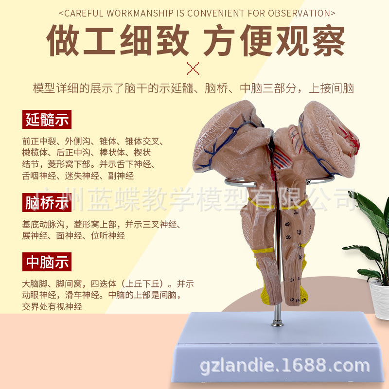 �ԸɷŴ�ģ�����ԡ����š������Լ����Ժ����񾭵Ƚṹ ҽѧģ��