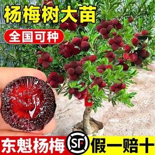 �|��÷������ش�޽��ϱ����Nֲ��÷������Ե��Դ���箔��Y��